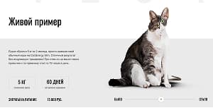 Cat Energy Project 4